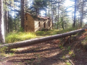 I cipressi di Carducci e i pini di Moratti