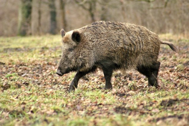 Cinghiale