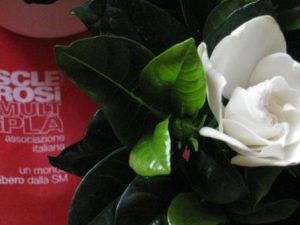 Volontari Gardenia
