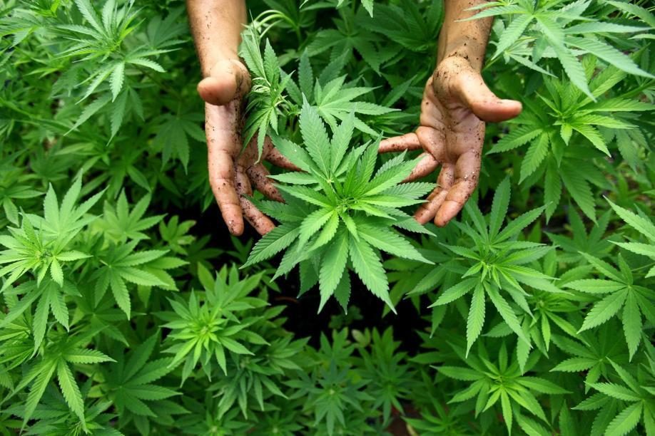 Tutte le novità sulla Cannabis Light