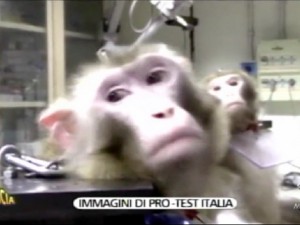 Esperimenti su macachi alla Sapienza: "Indagato il prof. Caminiti"