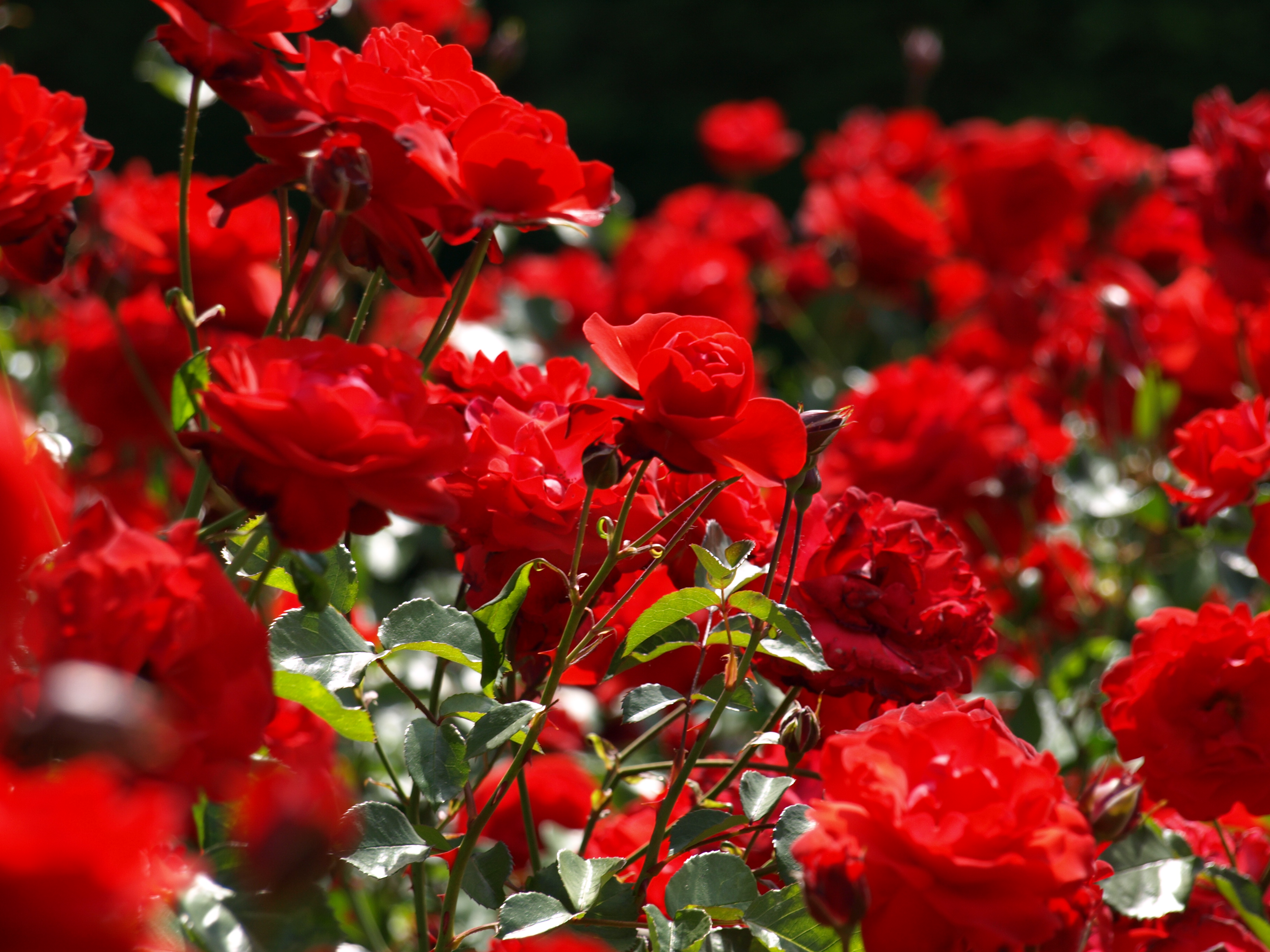tutti i tipi di rose