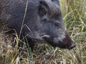 Rieti, cinghiale abbattuto ha l’Epatite E: allarme tra cacciatori e non solo