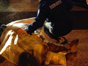 Pony investito sul Grande Raccordo Anulare di Roma (Foto)