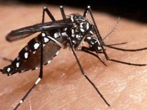 Casi di Chikungunya ad Anzio, l'esperto rassicura: 'Nessun pericolo, malattia benigna'
