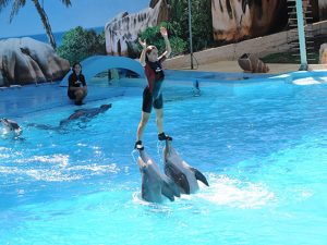 Spettacolo dei delfini di Zoomarine