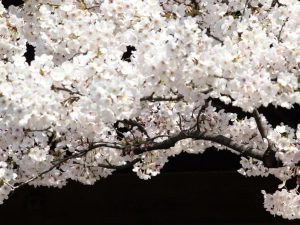 Hanami, la bellezza dei ciliegi in fiore all'Orto Botanico di Roma