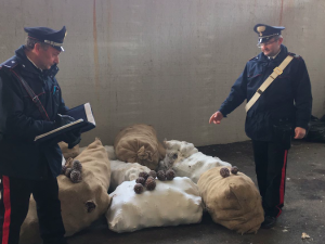 Roccagorga, rubano 10 quintali di pigne dalla pineta comunale: tre arresti