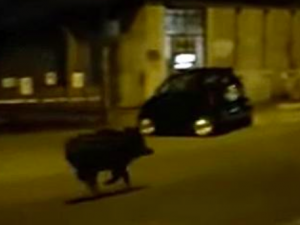 Investe cinghiale con l'auto a Settebagni. Nuovo caso dopo il motociclista rimasto ucciso