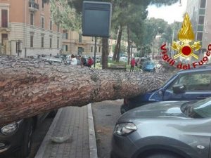 Roma, cade un grosso pino in corso Trieste: danneggiate diverse automobili