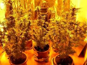 Scoperta una serra di marijuana automatizzata e controllata a distanza: 3 giovanissimi in manette