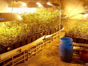 Ostia, scoperta mega piantagione di marijuana: sequestrate 360 piante e otto chili di stupefacente