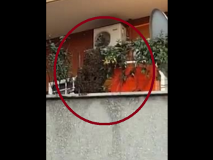 Paura a Roma, c'è un enorme sciame di api sul balcone