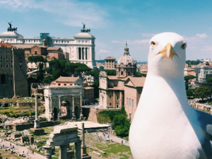 L'epic fail del Comune: buongiorno Roma con un gabbiano, il simbolo della 'mondezza'