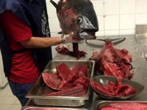 Sushi pericoloso, sequestrato pesce avariato in un noto ristorante giapponese di Roma