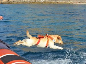 Ostia, 15enne rischia di annegare: salvato dai cani-bagnino Zagor e Audrey