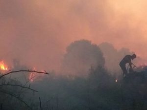 L'incendio divampato nella pineta di Coccia di Morto