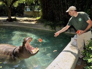 Ferragosto al Bioparco di Roma: cocomeri gratis a tutti i visitatori