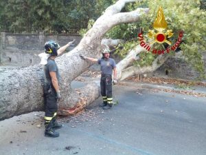 Roma, paura a Monteverde: cade un platano di 20 metri