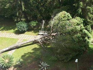 L'albero caduto in via Caterina Martinelli, foto dalla pagina Facebook "Roma Civitas Opu"