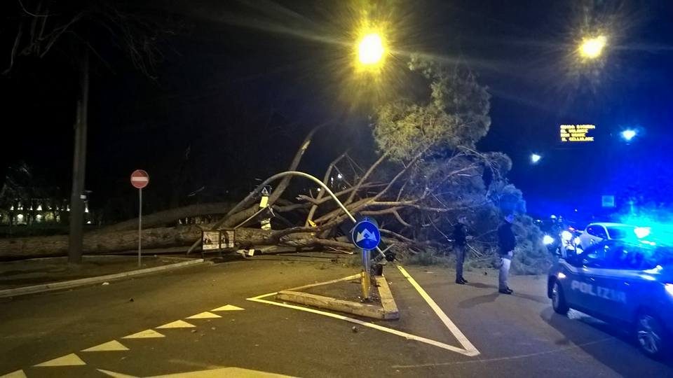 Tragedia sfiorata in via Cola di Rienzo: due grossi pini si abbattono sulla strada