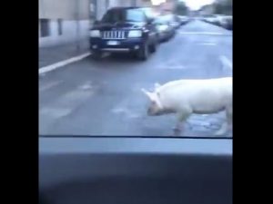 Un frame del video postato su Twitter da Giorgia Meloni