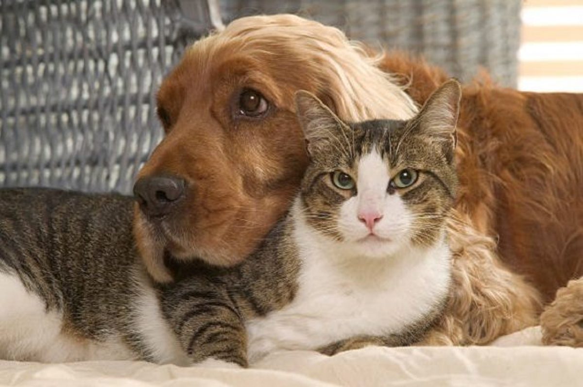 Campidoglio Cani E Gatti Negli Uffici I Dipendenti Pubblici Al
