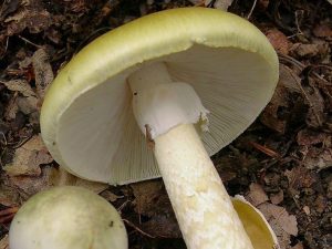 Amanite falloide – Foto Wikipedia
