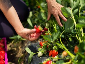grow-strawberries