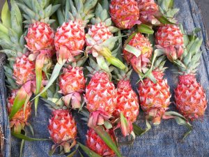 pink-pineapples