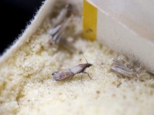 flour-moths