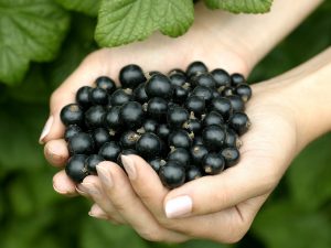 Ribes nigrum