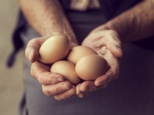 eggs