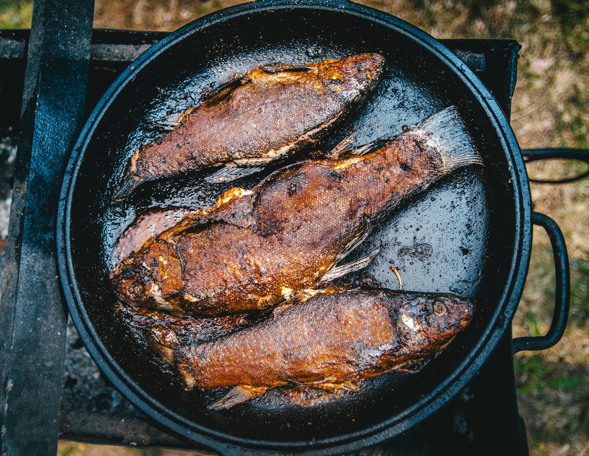 fish