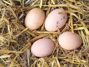 eggs