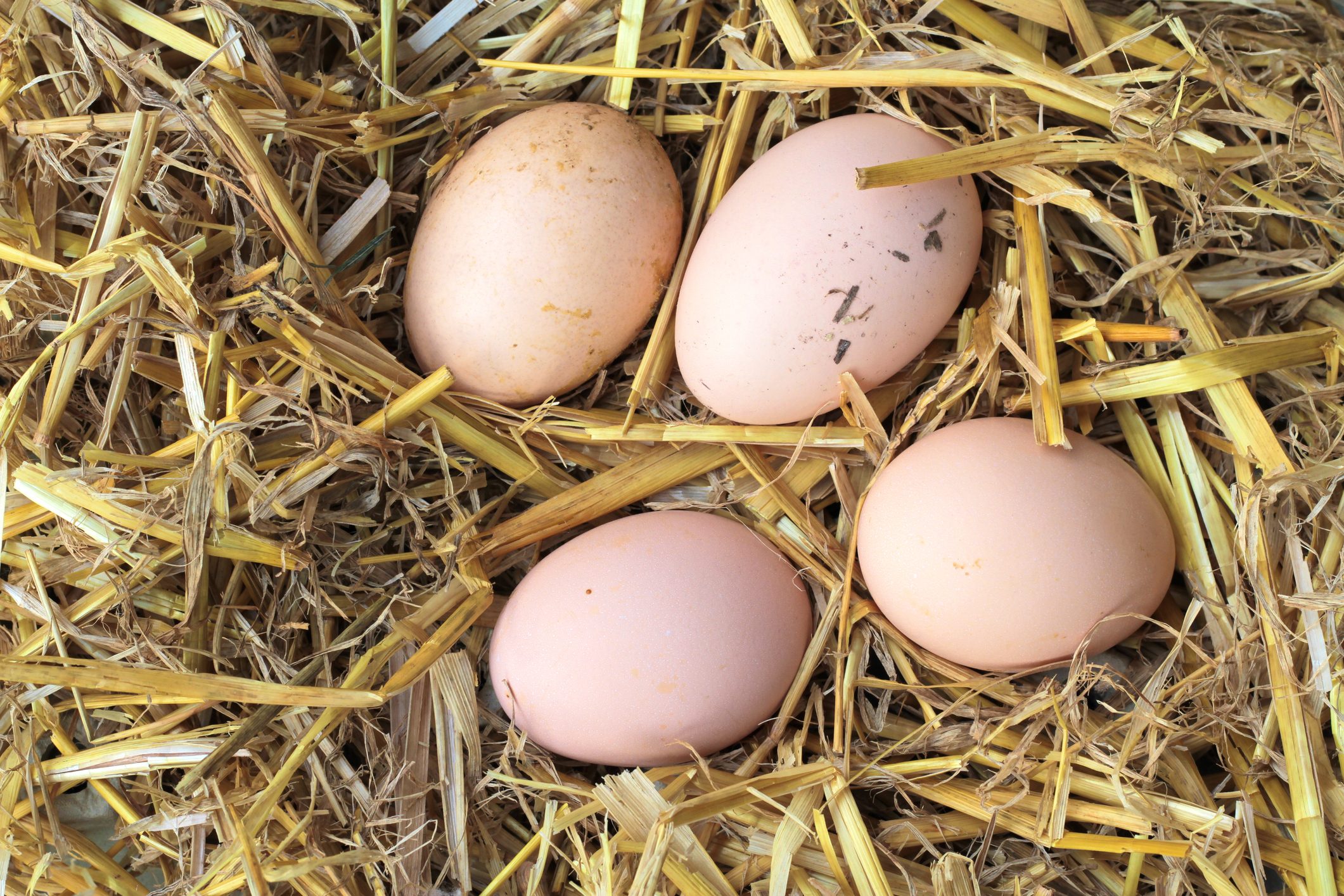 eggs