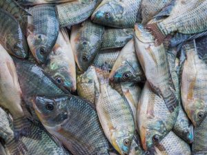 tilapia