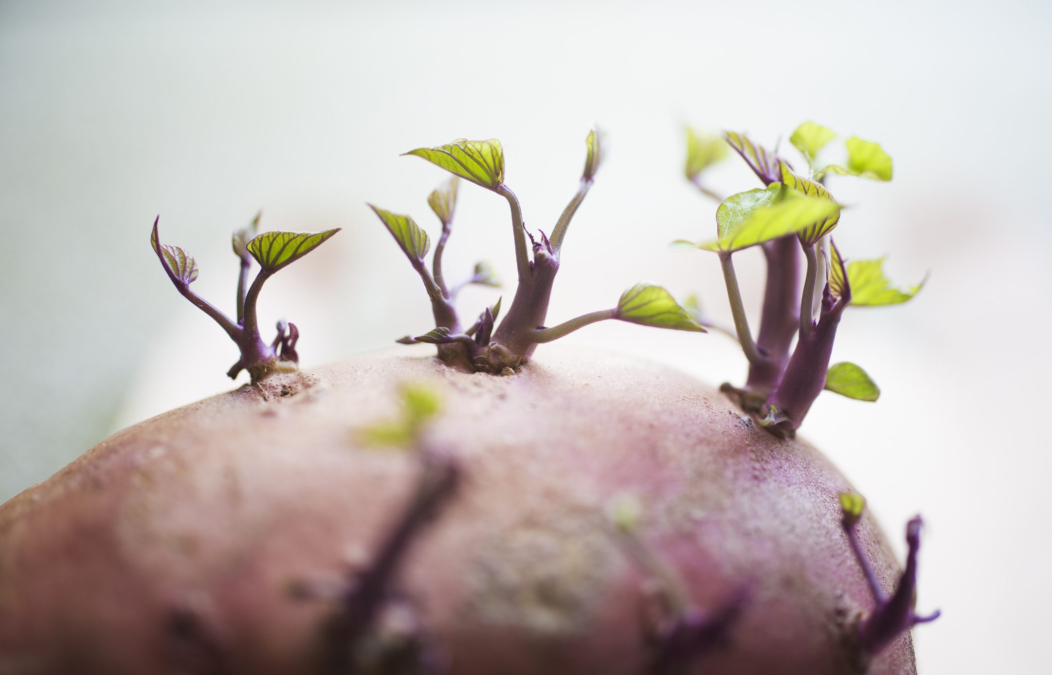 5 benefits of consuming sweet potato leaves