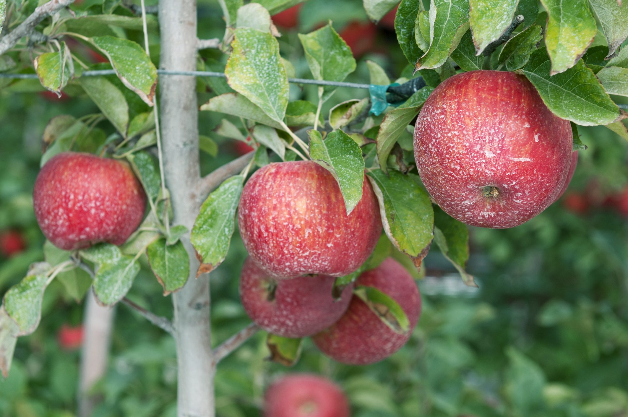 Here's the best way to wash away pesticides from apples