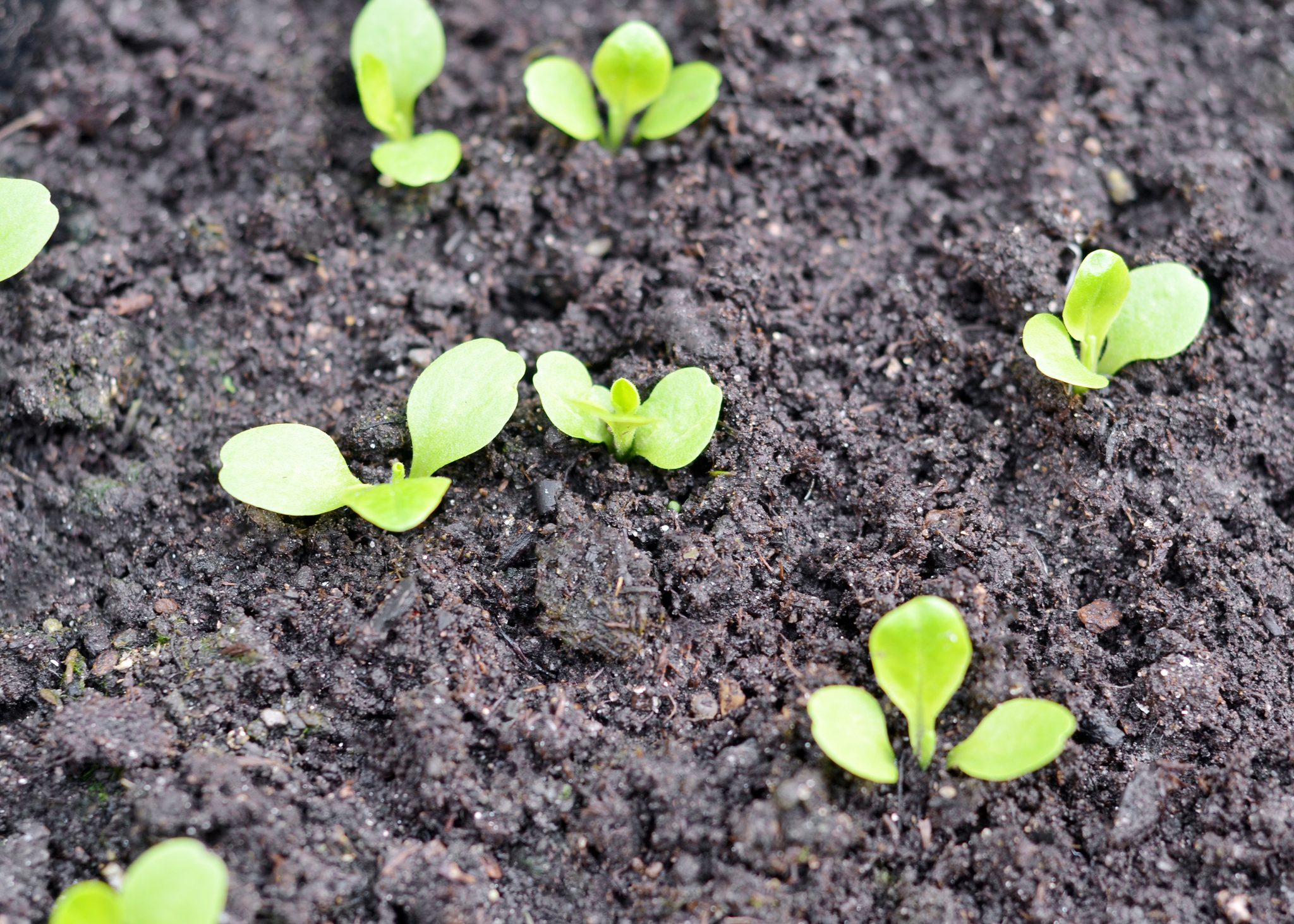 Tracing the origin of 7 popular vegetables