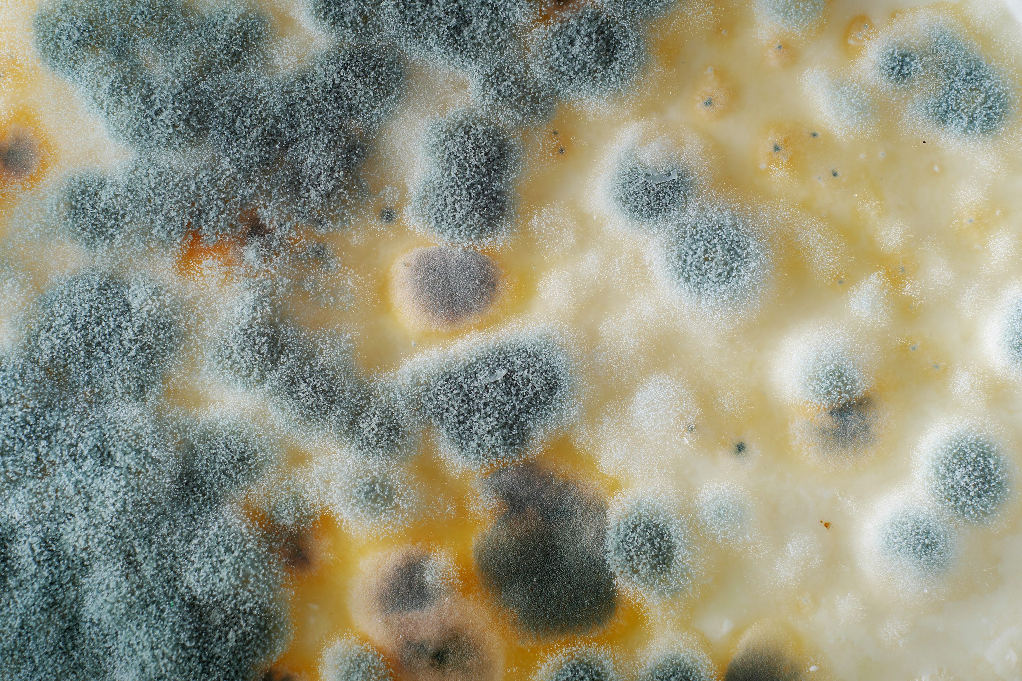 The truth about the mold present in coffee Mycotoxins