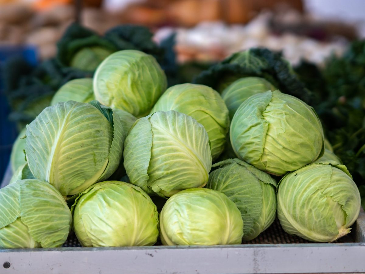 10 easy and healthy main dishes using cabbage
