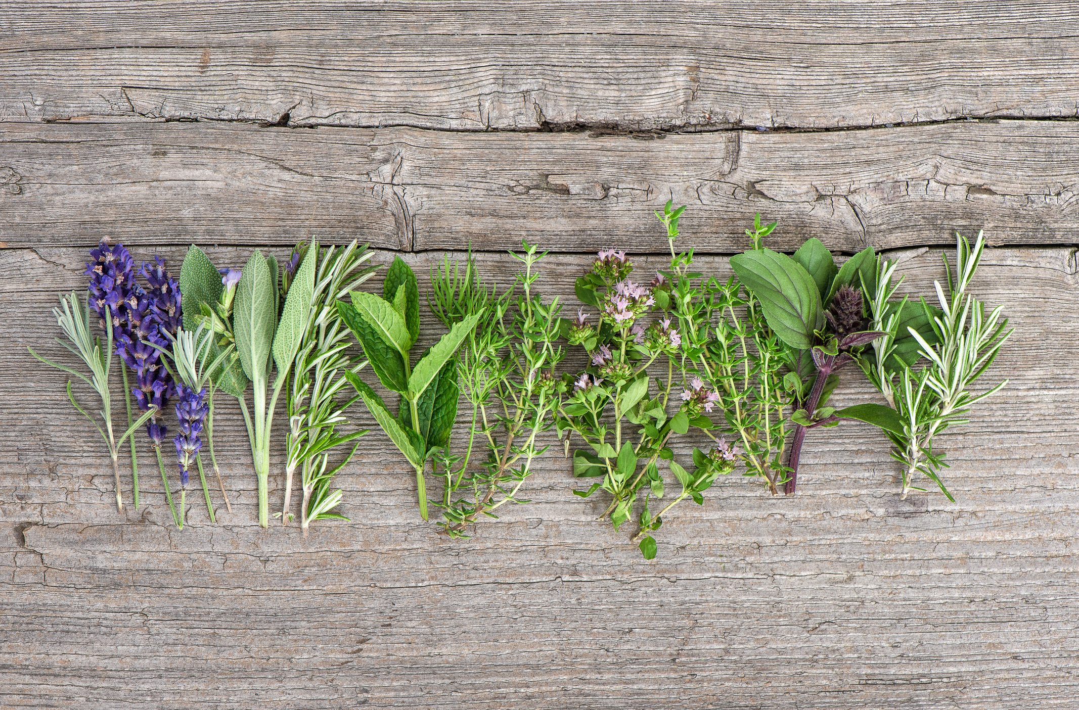 5 herbs that can heal our body