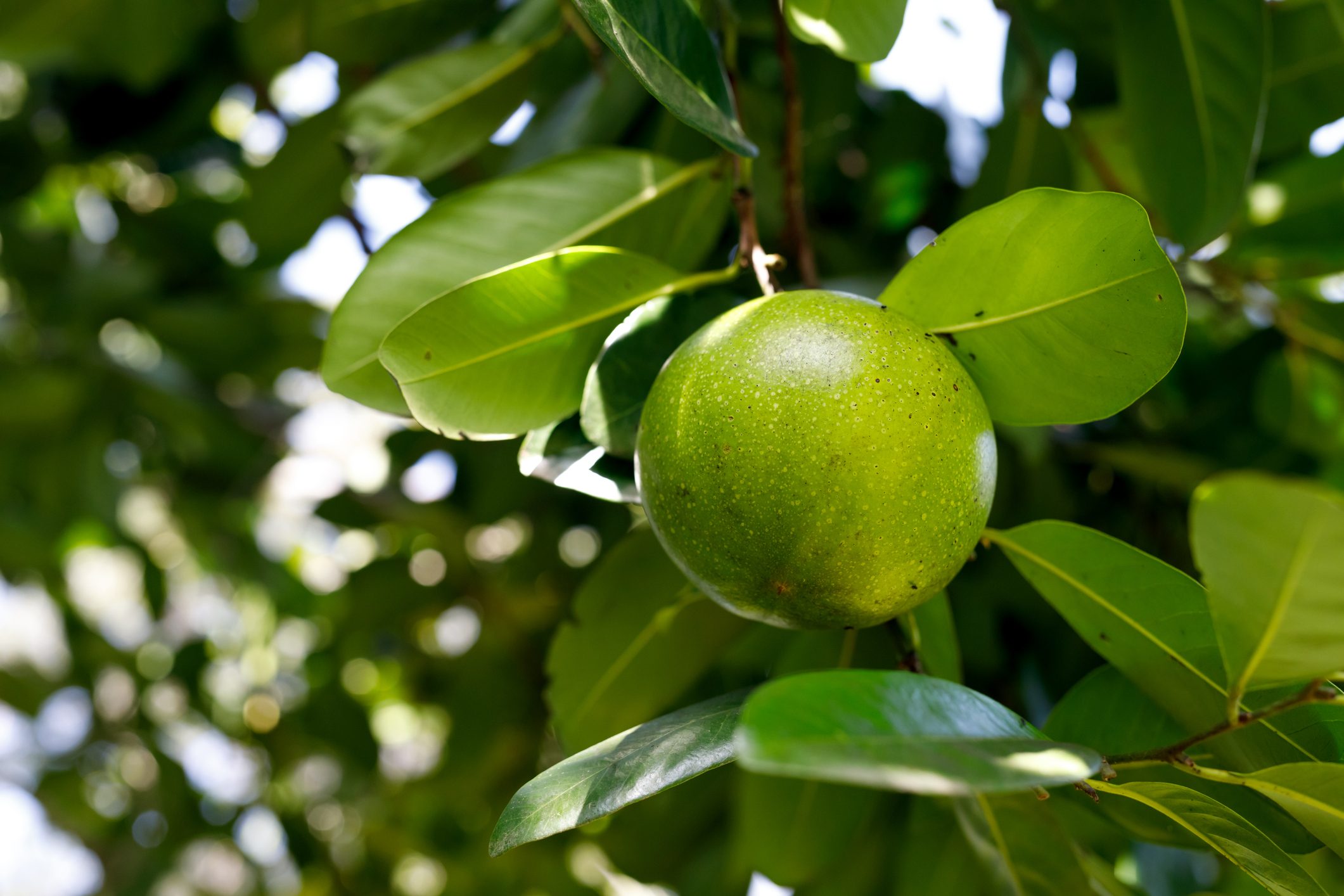 Sapote Preto: A fruta que é comumente rotulada como um pudim de ...