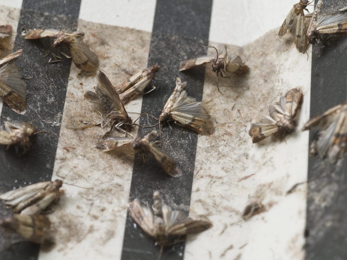 Pest Control A Comprehensive Guide To Preventing Or Ridding Your