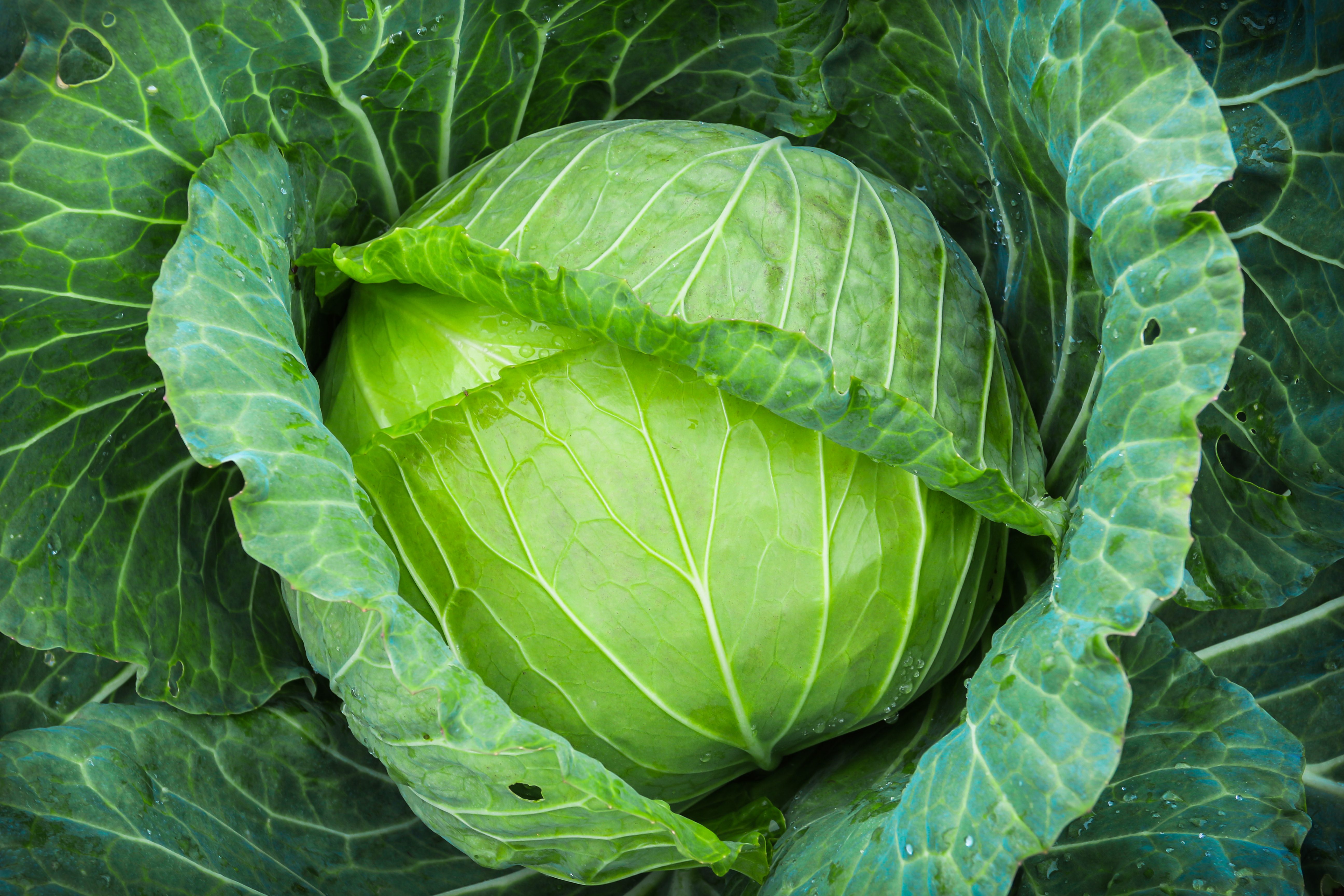 11 Filling Meals That Only Require A Humble Head Of Cabbage