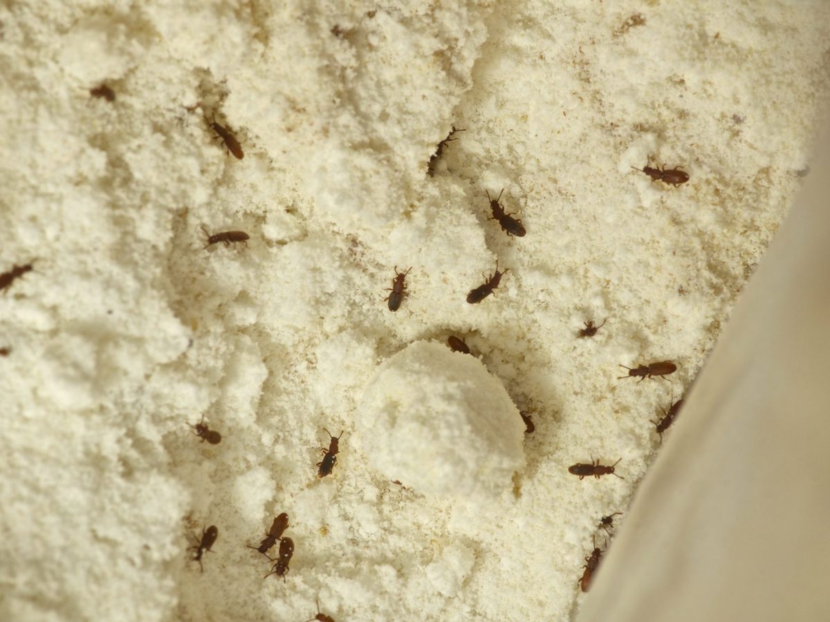 How To Prevent Common Pantry Bugs How To Prevent Common Pantry Bugs