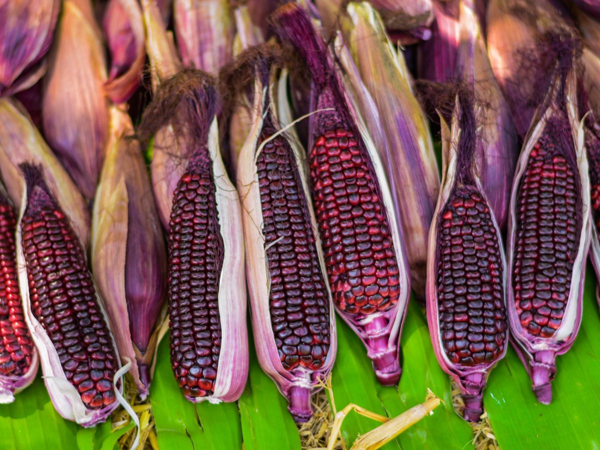 Purple Corn Can Prevent Diabetes, Hypertension and Obesity, Experts Say
