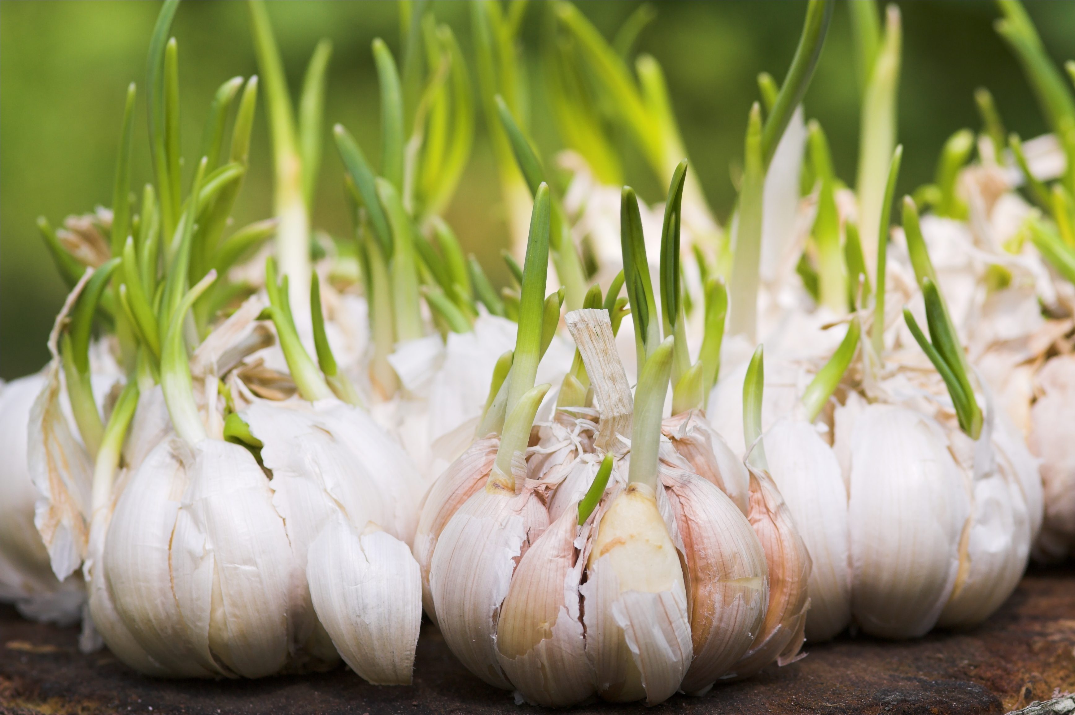 5 Common Questions About Sprouted Onion And Garlic, Answered
