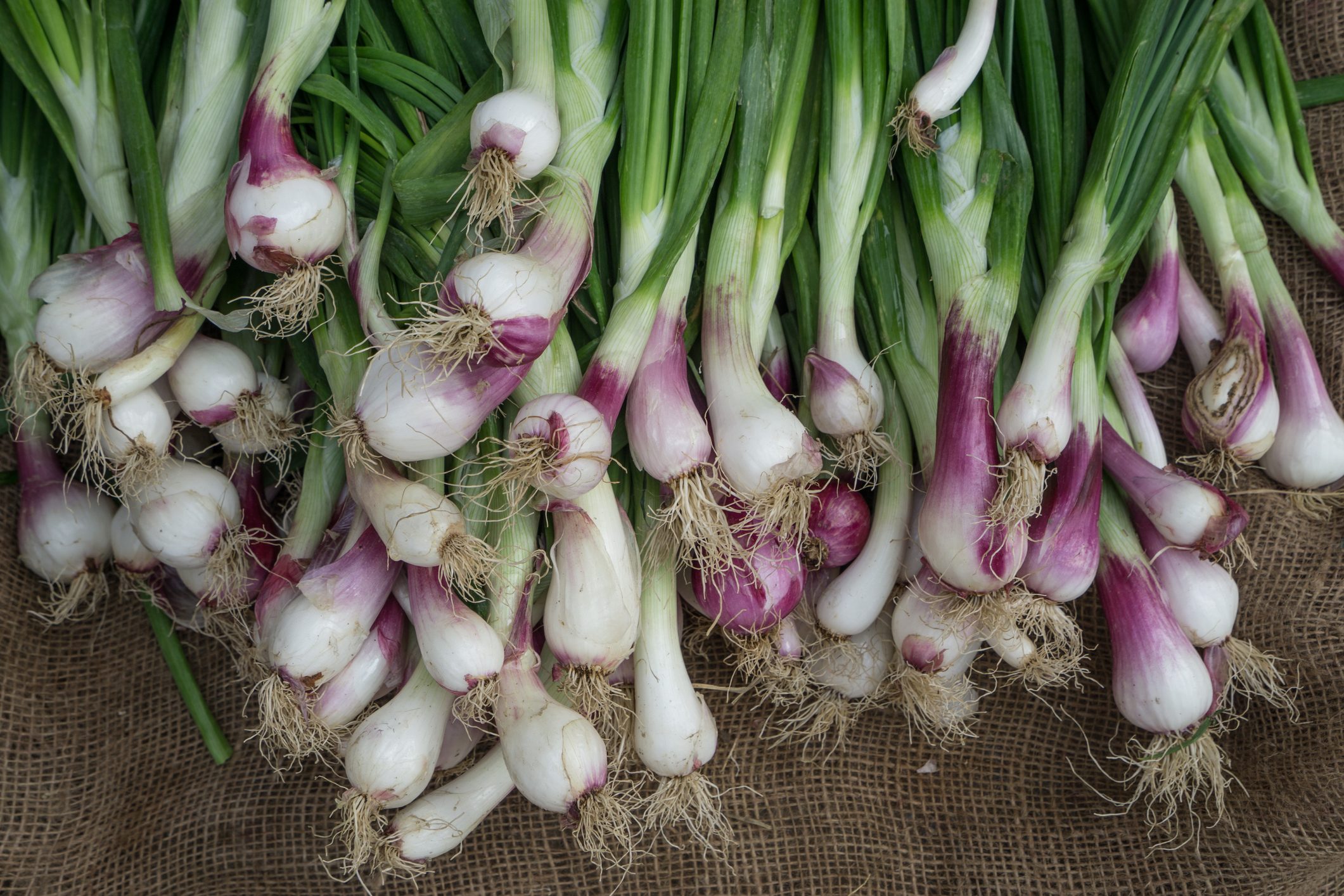 Distinct Differences Between Scallions, Green Onions, Spring Onions